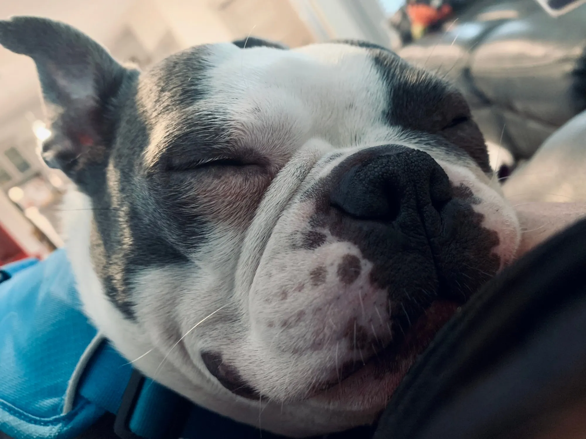 Beans, a grey-and-white Boston Terrier, asleep in close-up — eyes shut, chin resting, wearing a pale blue harness.